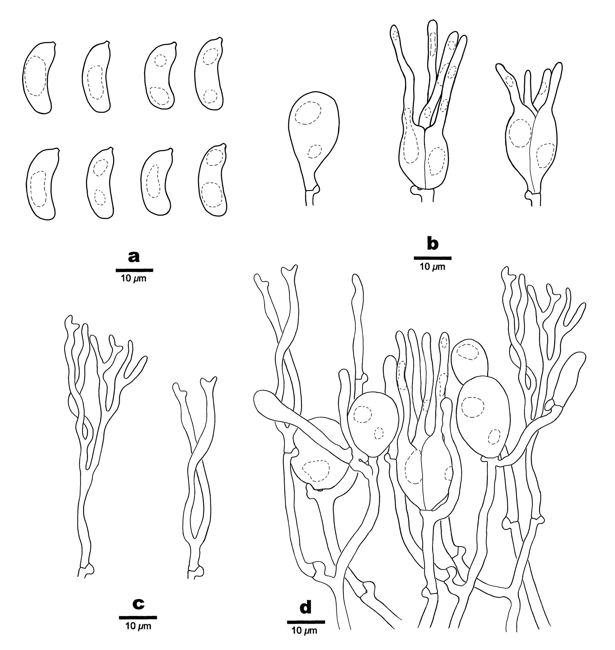 Figure 25